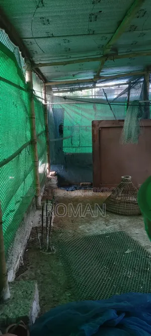 ১টি মুরগির সেট বিক্রি করা হবে