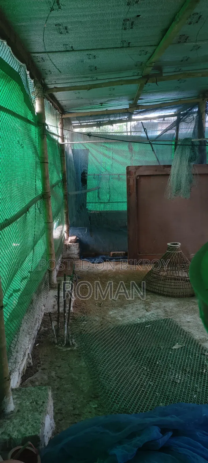 ১টি মুরগির সেট বিক্রি করা হবে