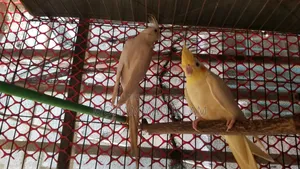 Cocktail 4 PCS Breeding Pair.