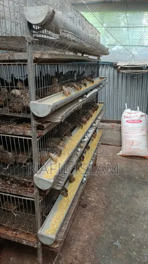 Used 500 Quail Bird Cages