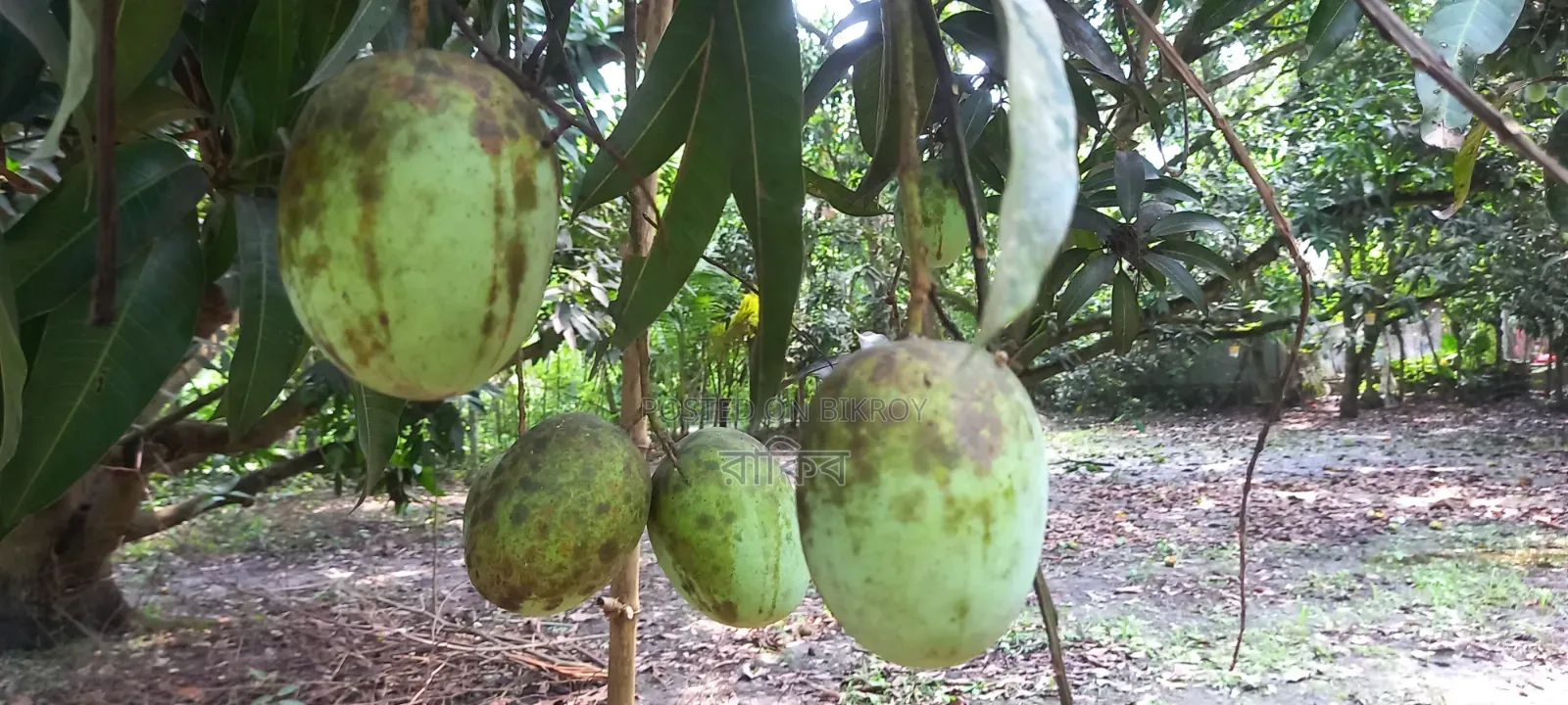 Langra Mango