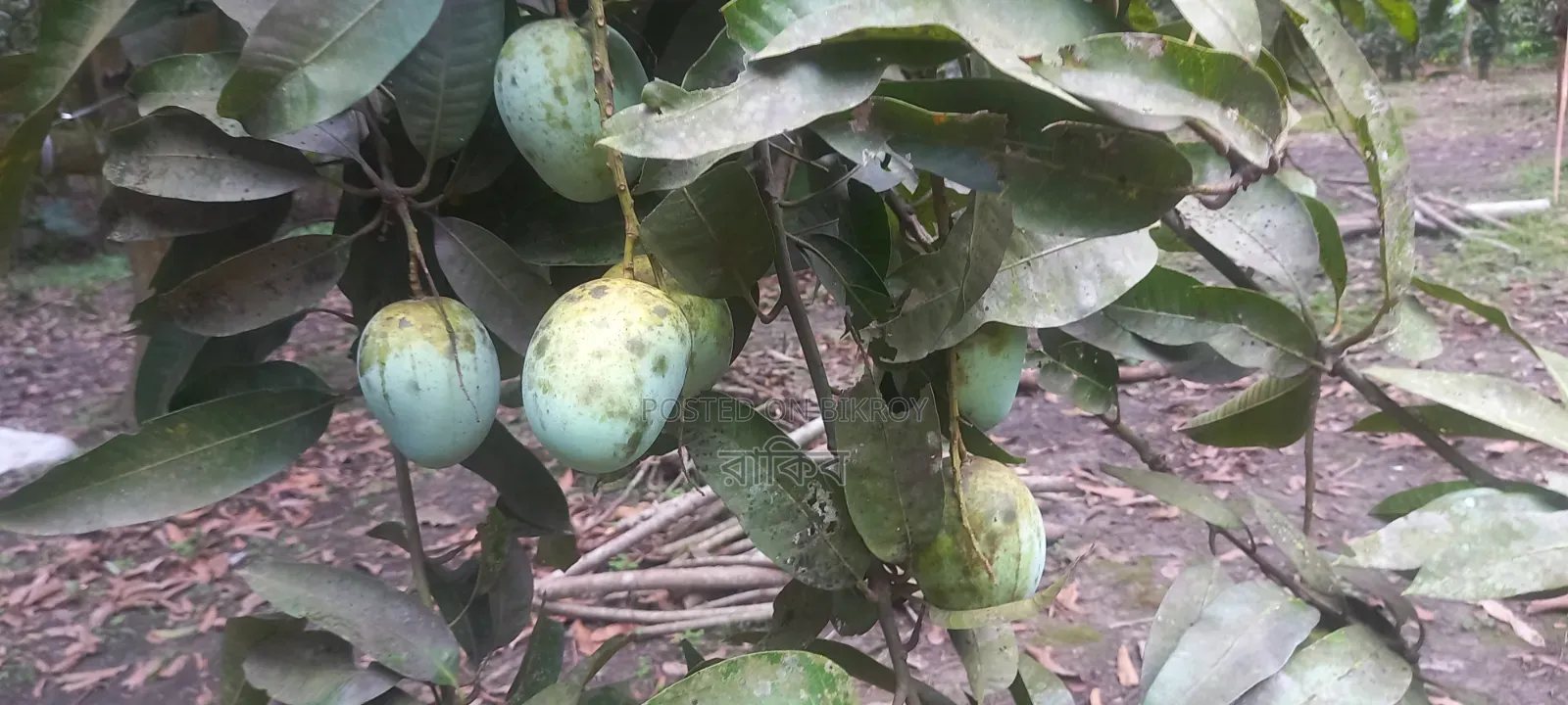 Langra Mango