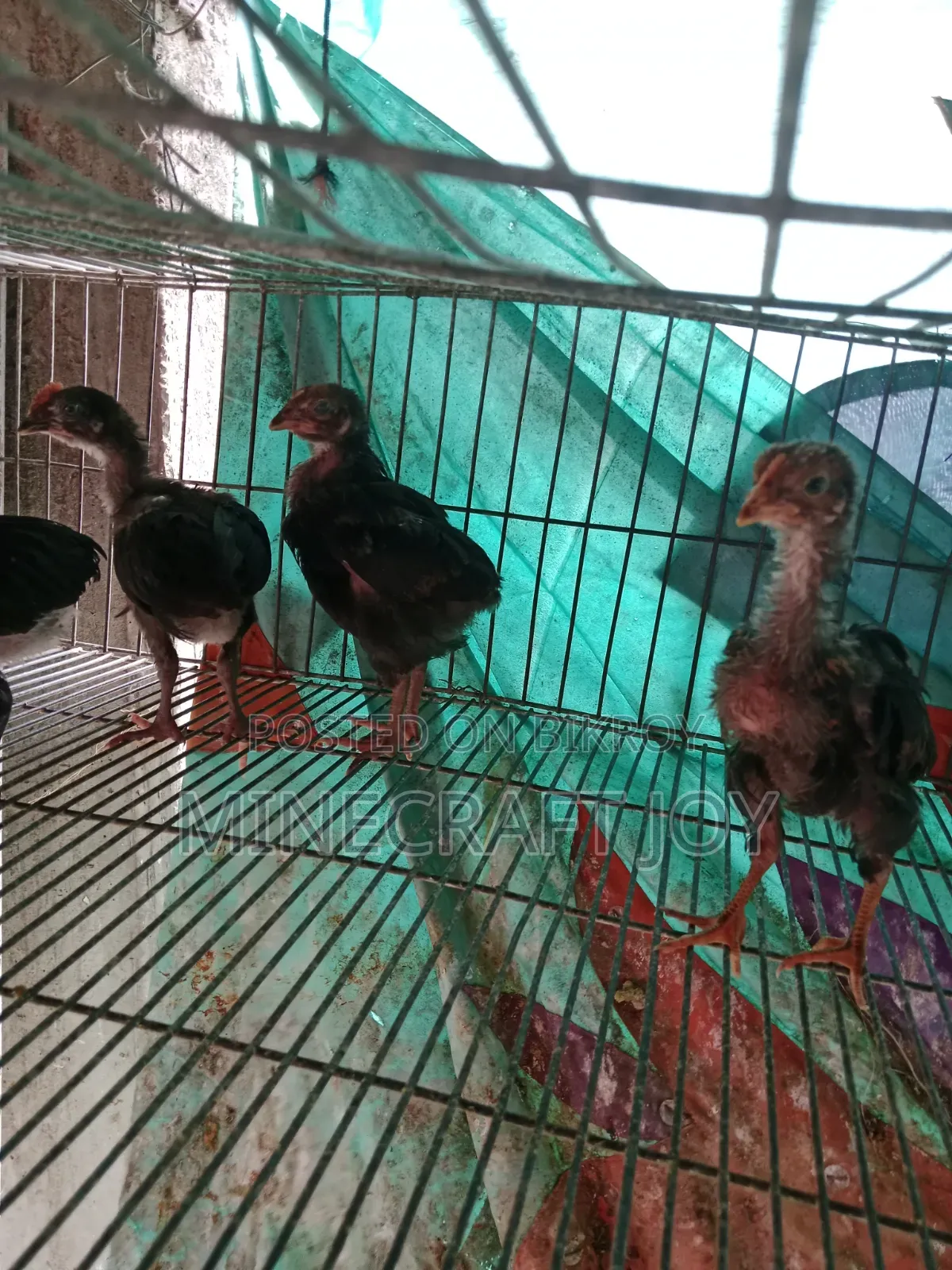 Pure Desi Chicken Chicks