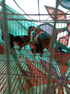 Pure Desi Chicken Chicks