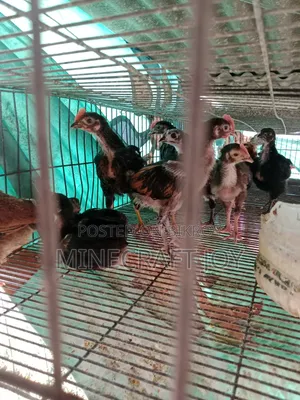 Pure Desi Chicken Chicks