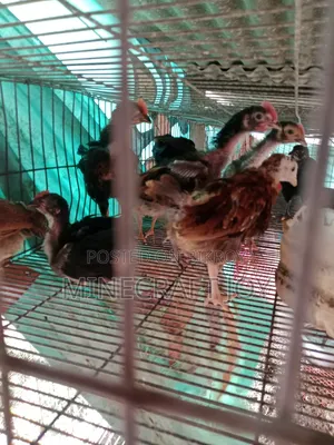 Pure Desi Chicken Chicks