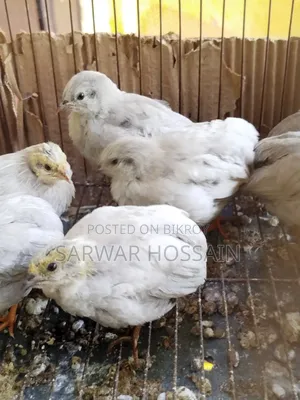King Quail Silver Color