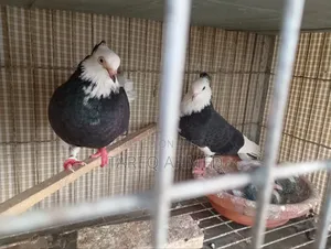 Running Pigeons