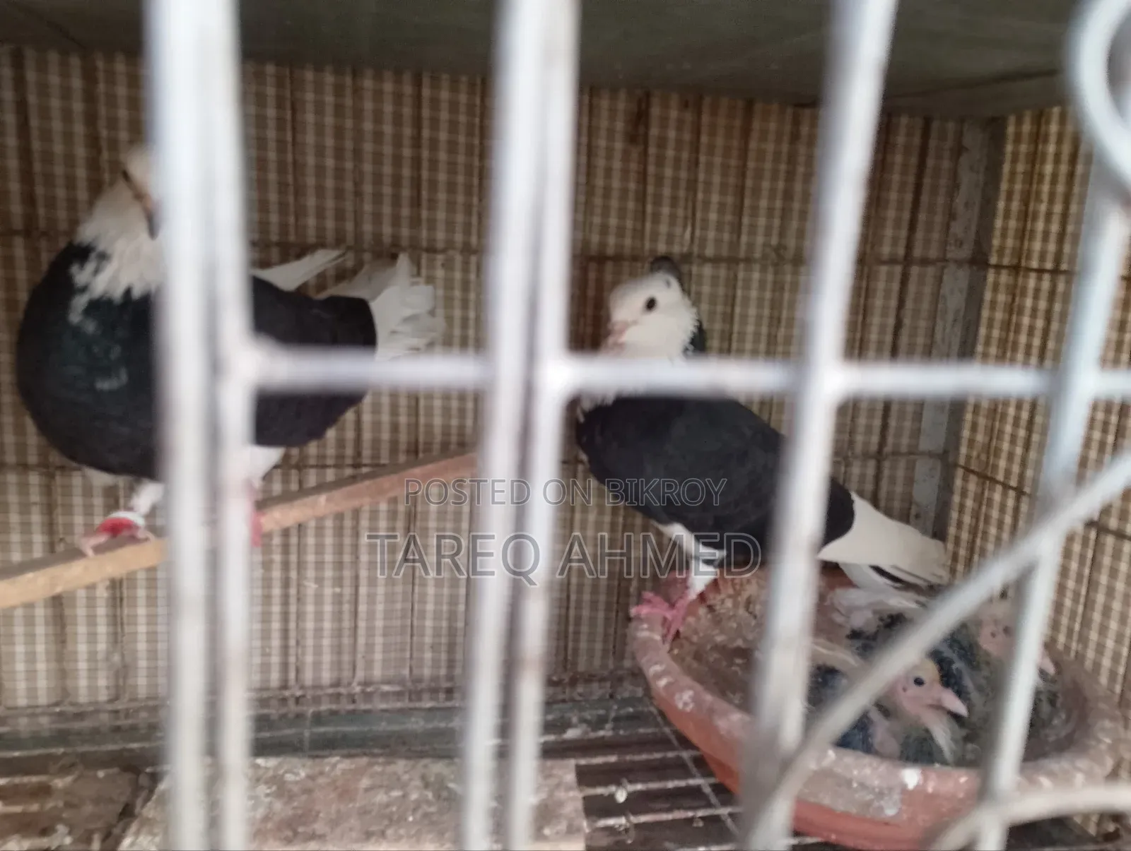 Running Pigeons