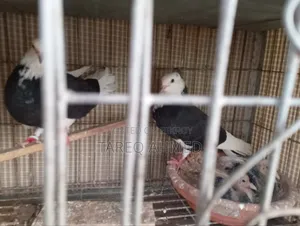 Running Pigeons