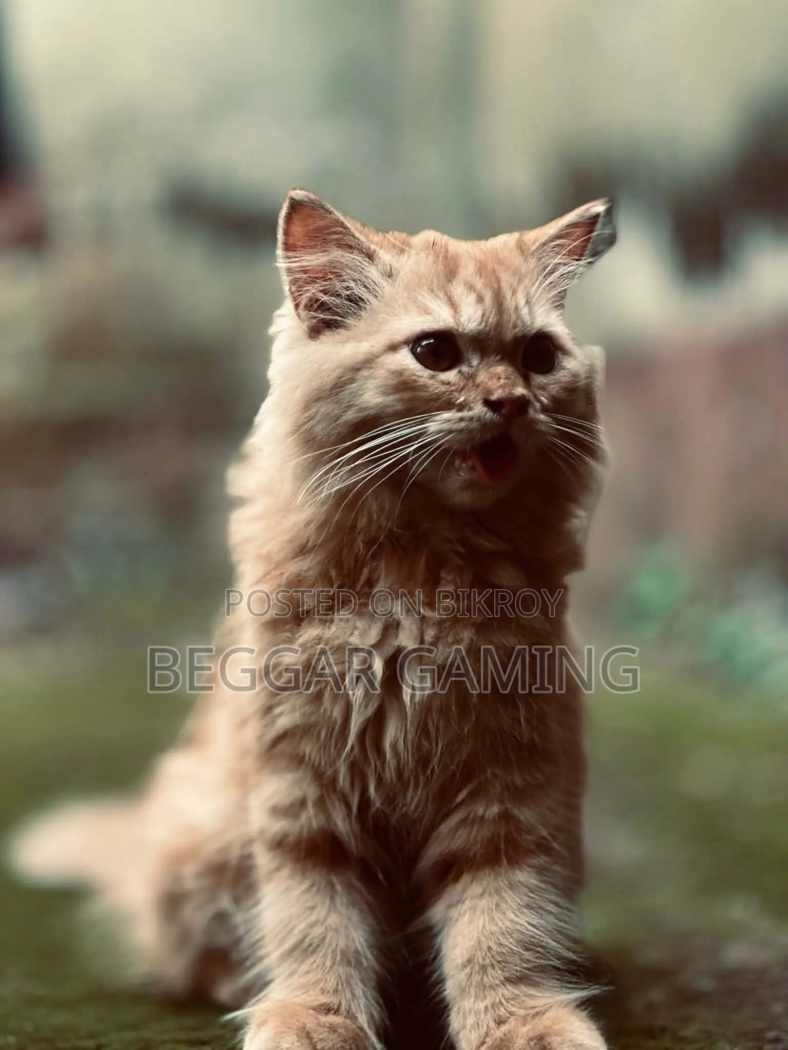 3-6 Months Male Purebred Persian Cat