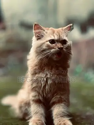 3-6 Months Male Purebred Persian Cat