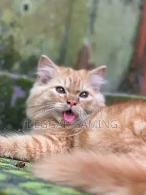 3-6 Months Male Purebred Persian Cat