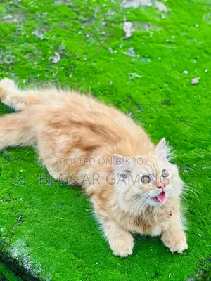 3-6 Months Male Purebred Persian Cat