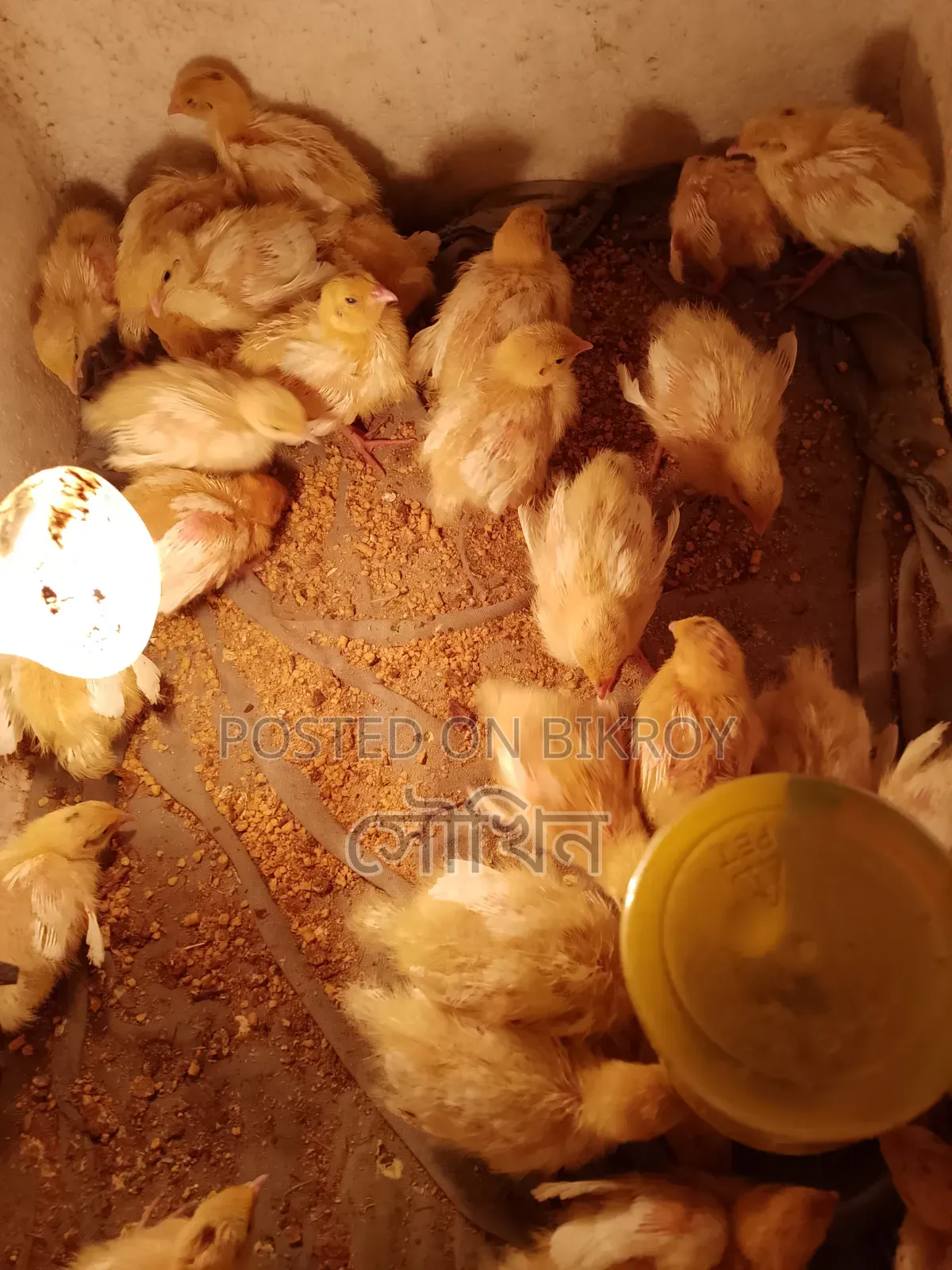 White Giant Coturnix Quail chicks 10 days old