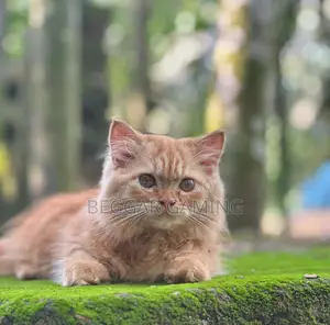 3-6 Months Male Purebred Persian Cat