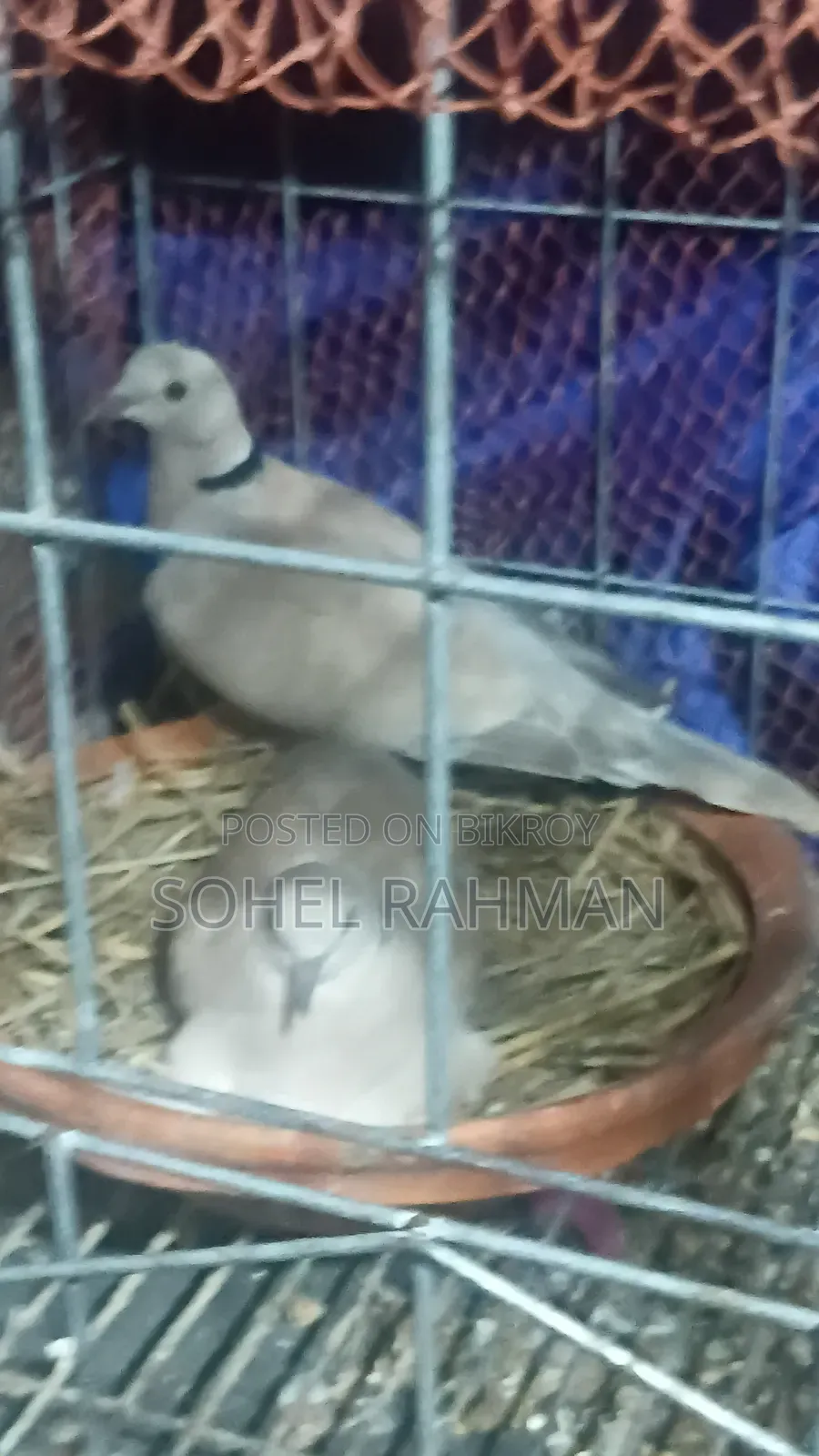 ঘুঘুবিকরিকরা হবে