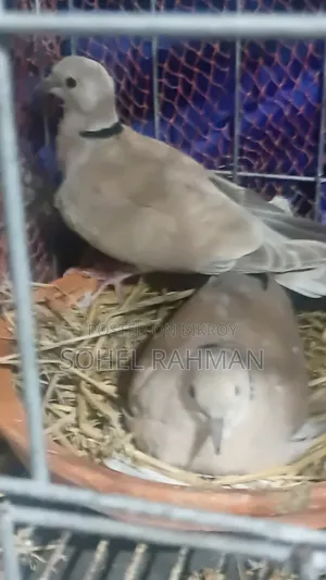 ঘুঘুবিকরিকরা হবে