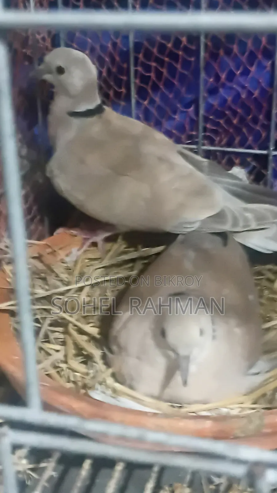 ঘুঘুবিকরিকরা হবে