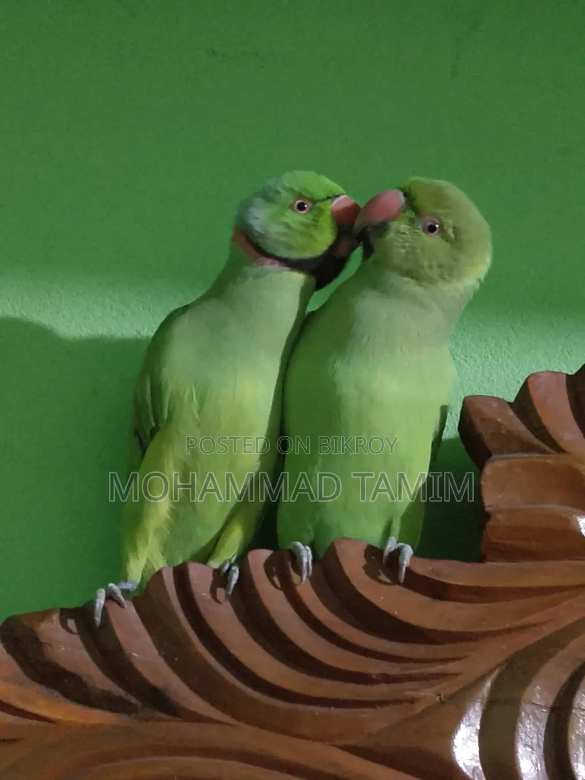 Pair of Parrots