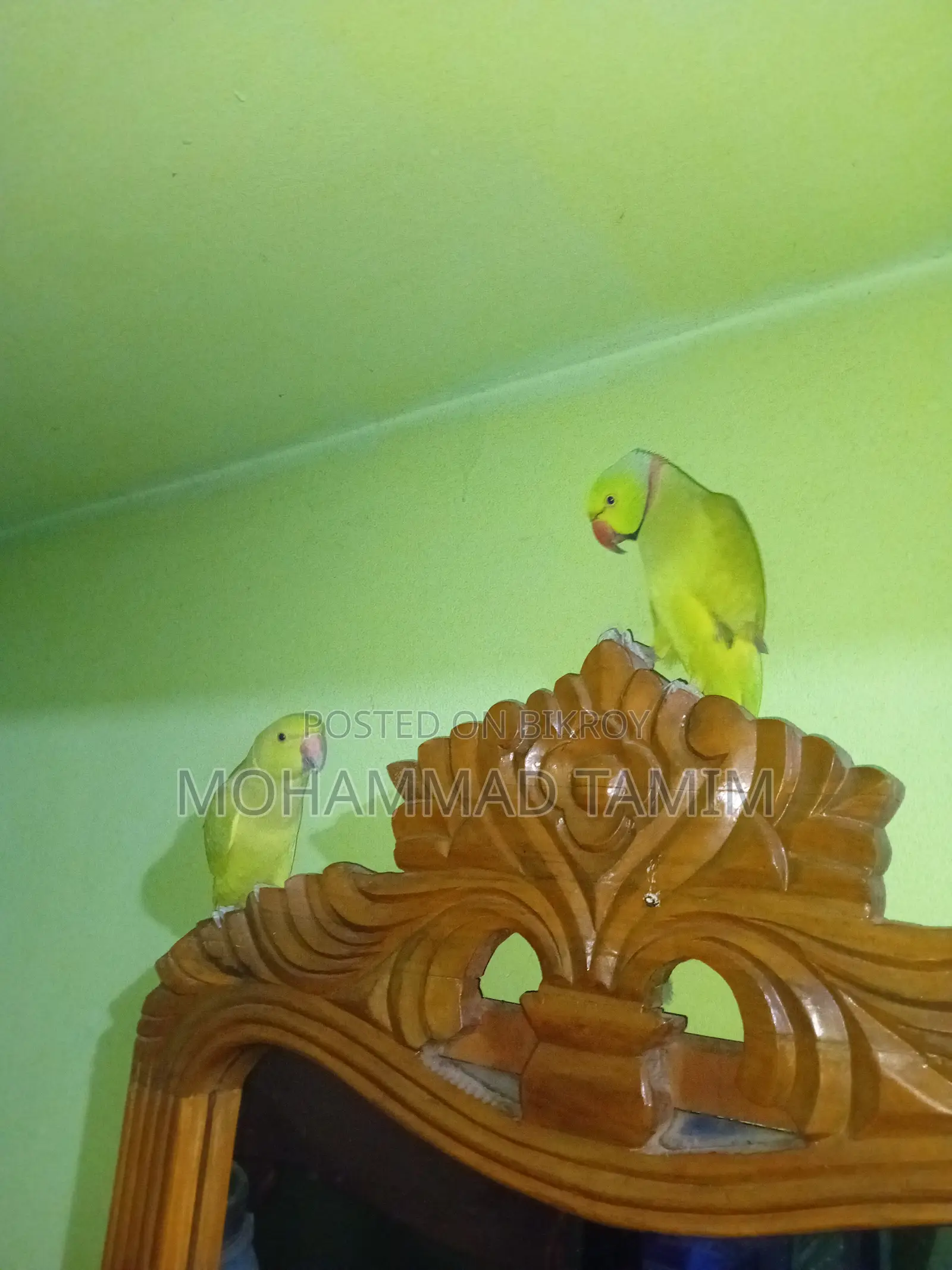 Pair of Parrots