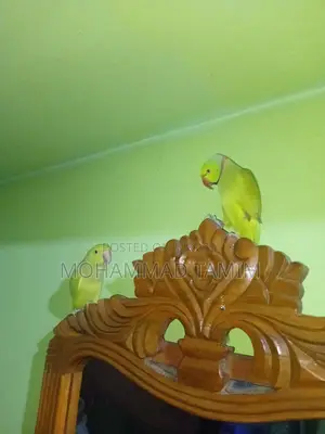 Pair of Parrots