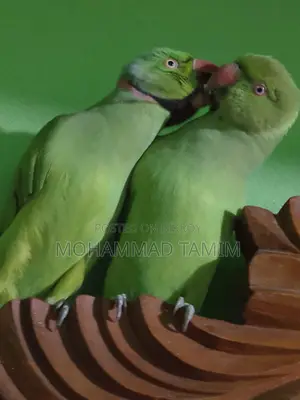 Pair of Parrots