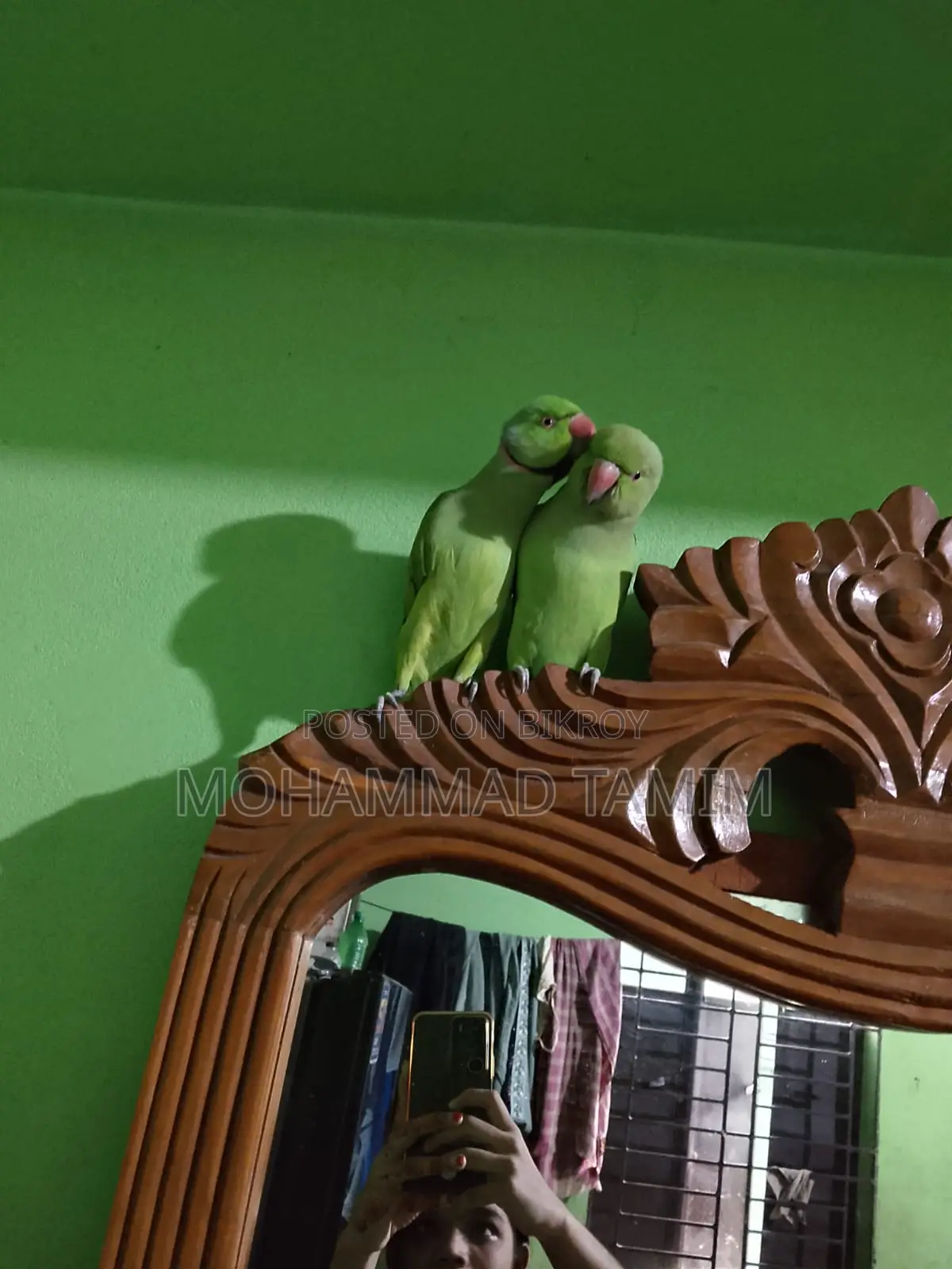 Pair of Parrots