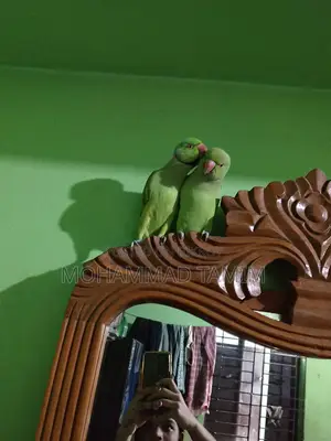 Pair of Parrots