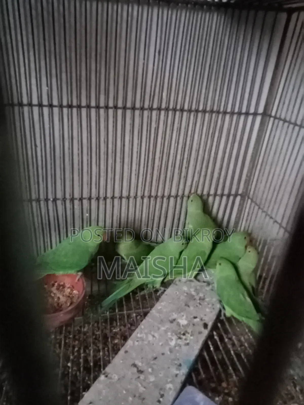 Indian Ringneck