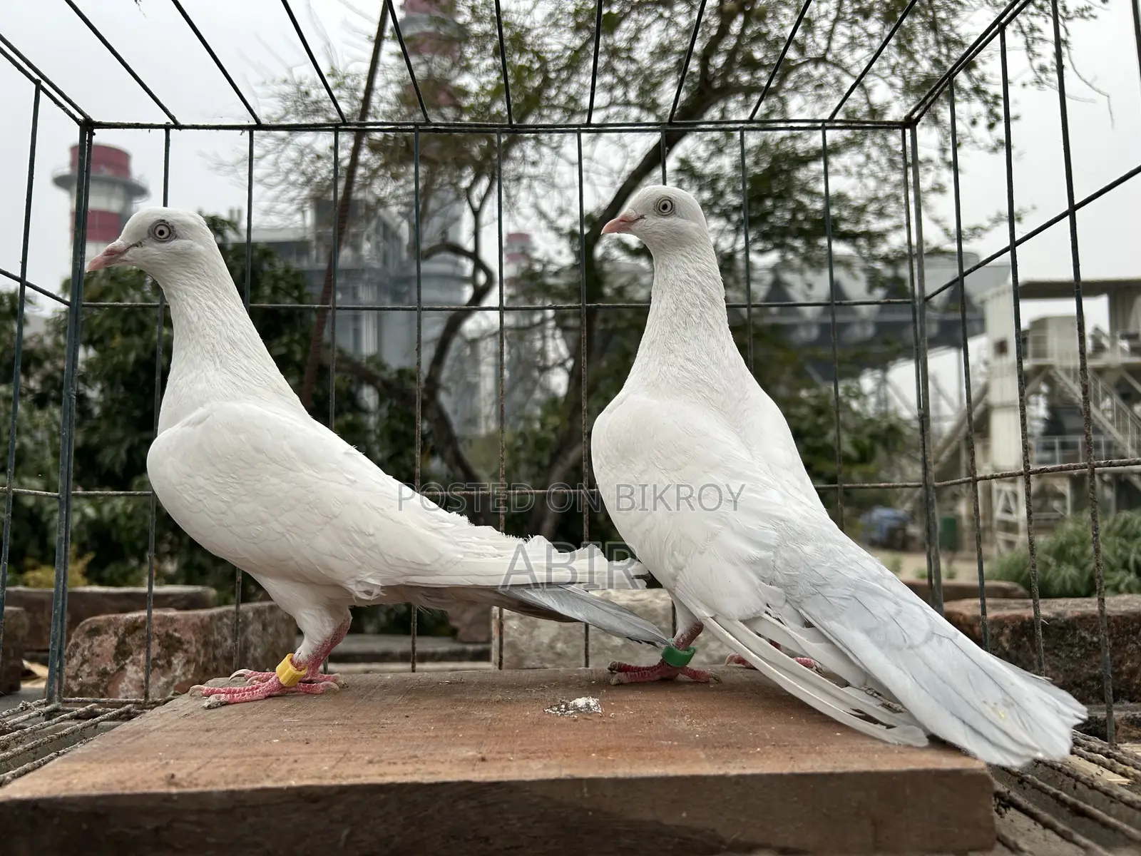 Silver Dome Pair