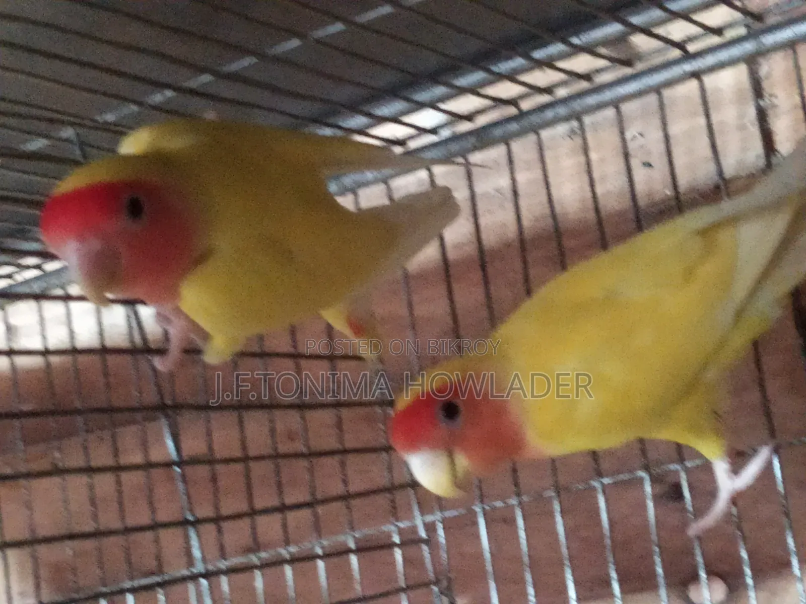 Love Birds