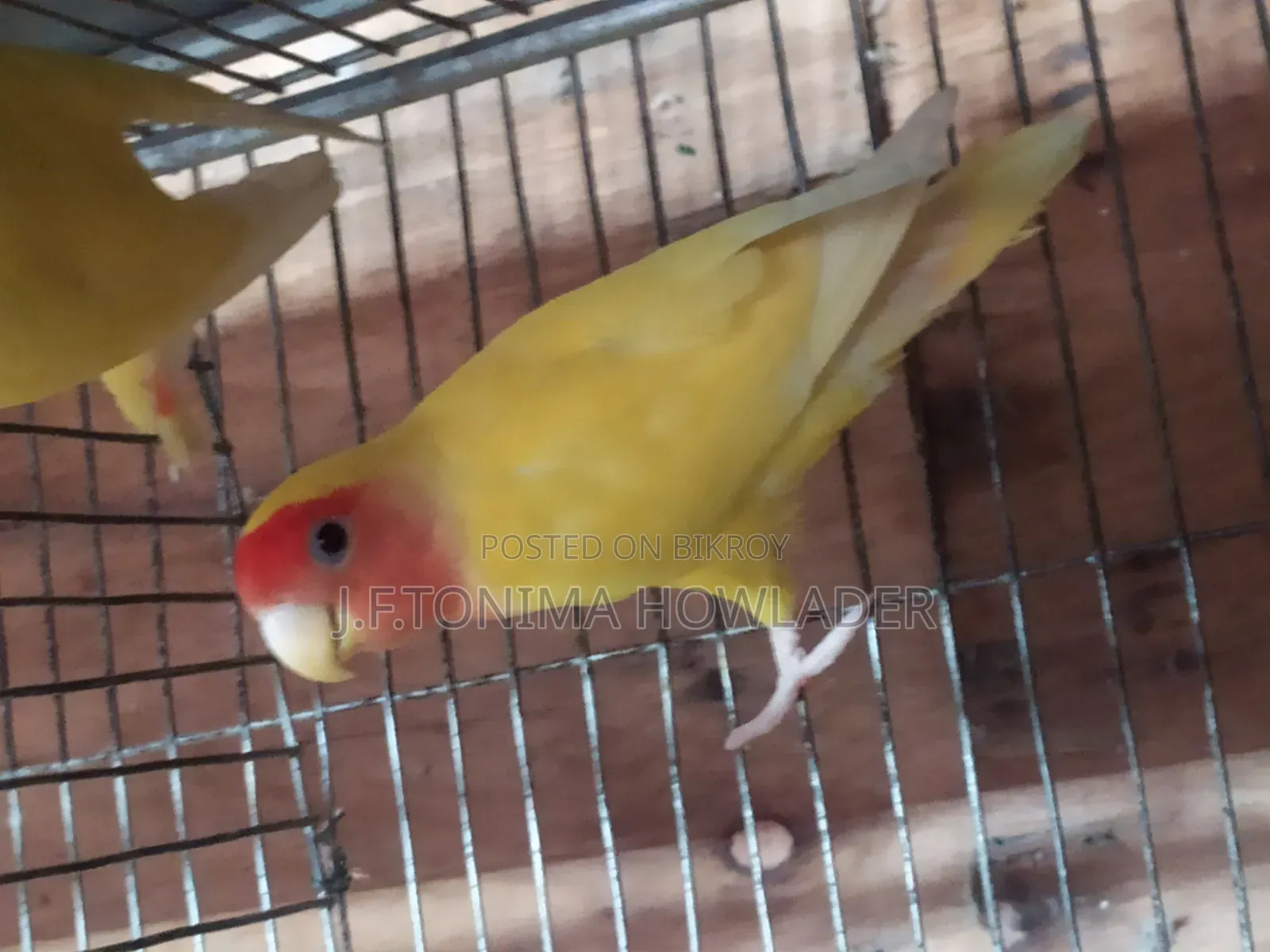 Love Birds