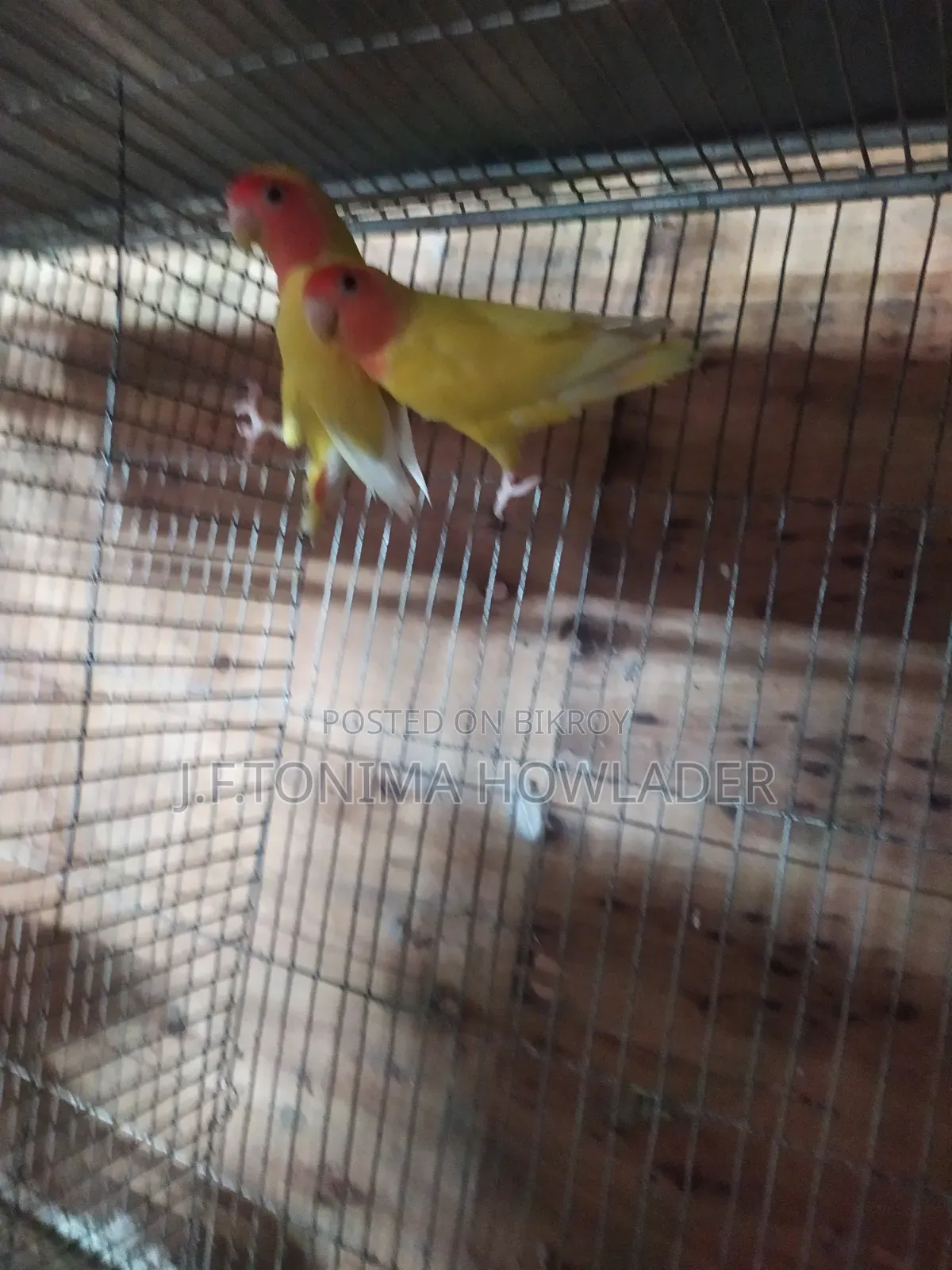 Love Birds