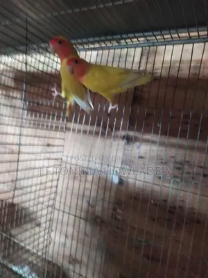 Love Birds
