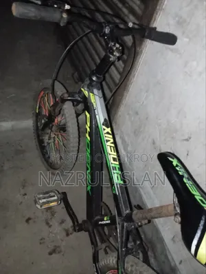Adult Cycle