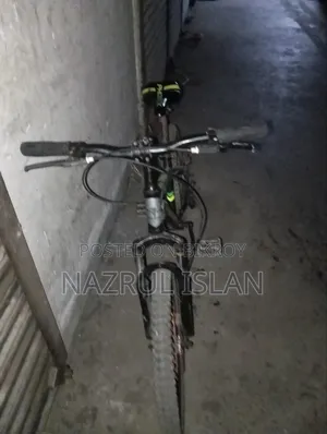 Adult Cycle