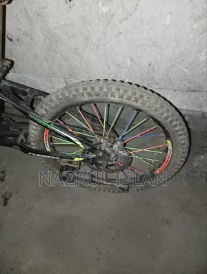 Adult Cycle