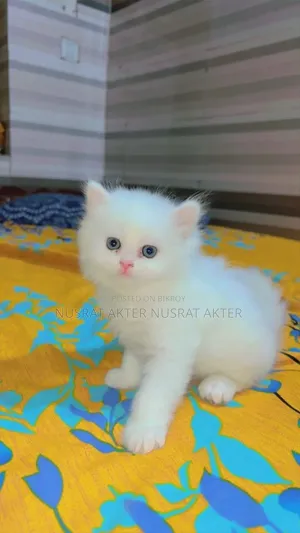 1-3 Months Female Mixed Breed Persian Cat