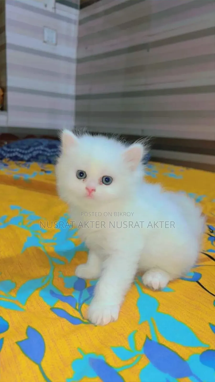 1-3 Months Female Mixed Breed Persian Cat