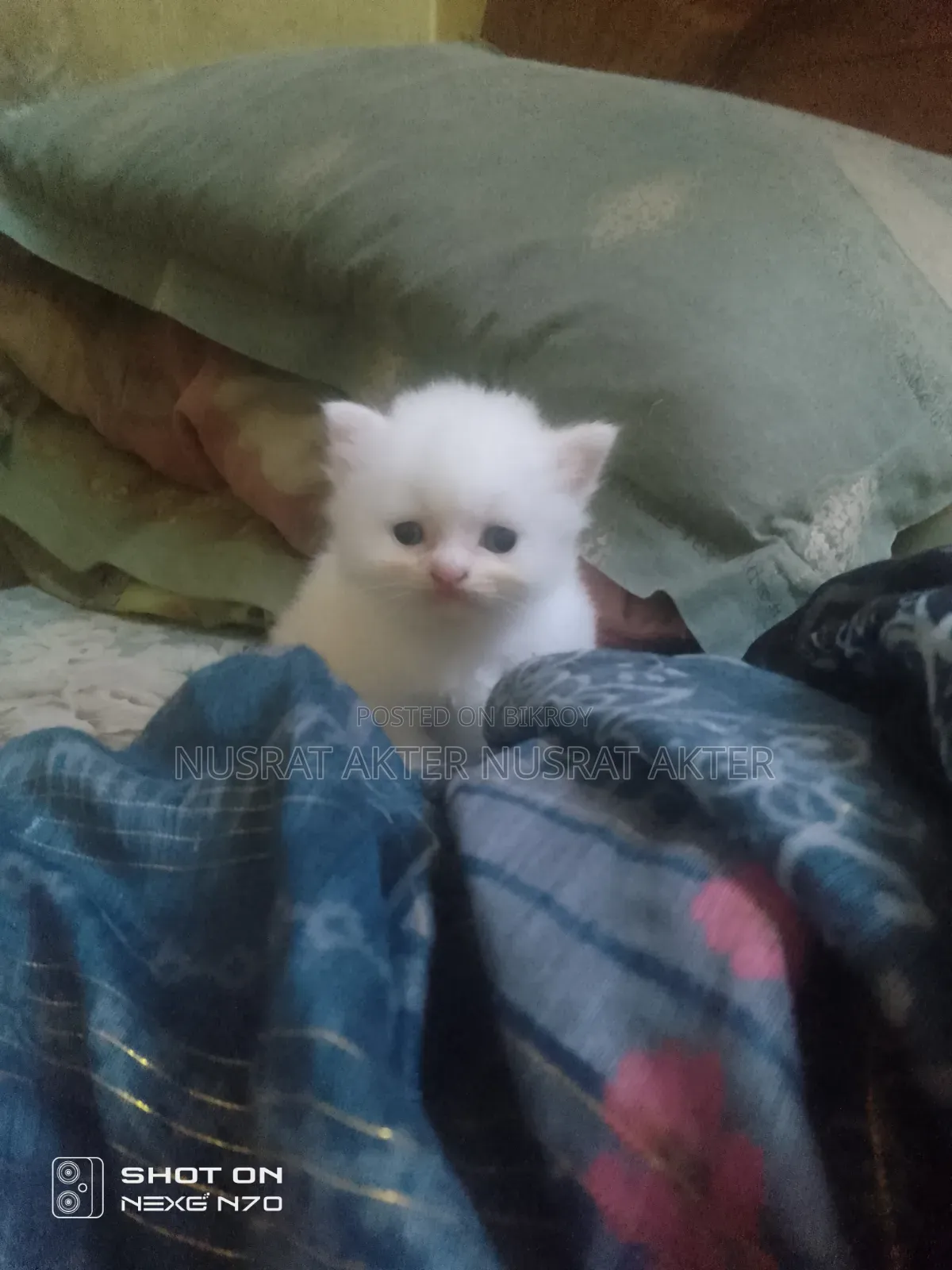 1-3 Months Female Mixed Breed Persian Cat
