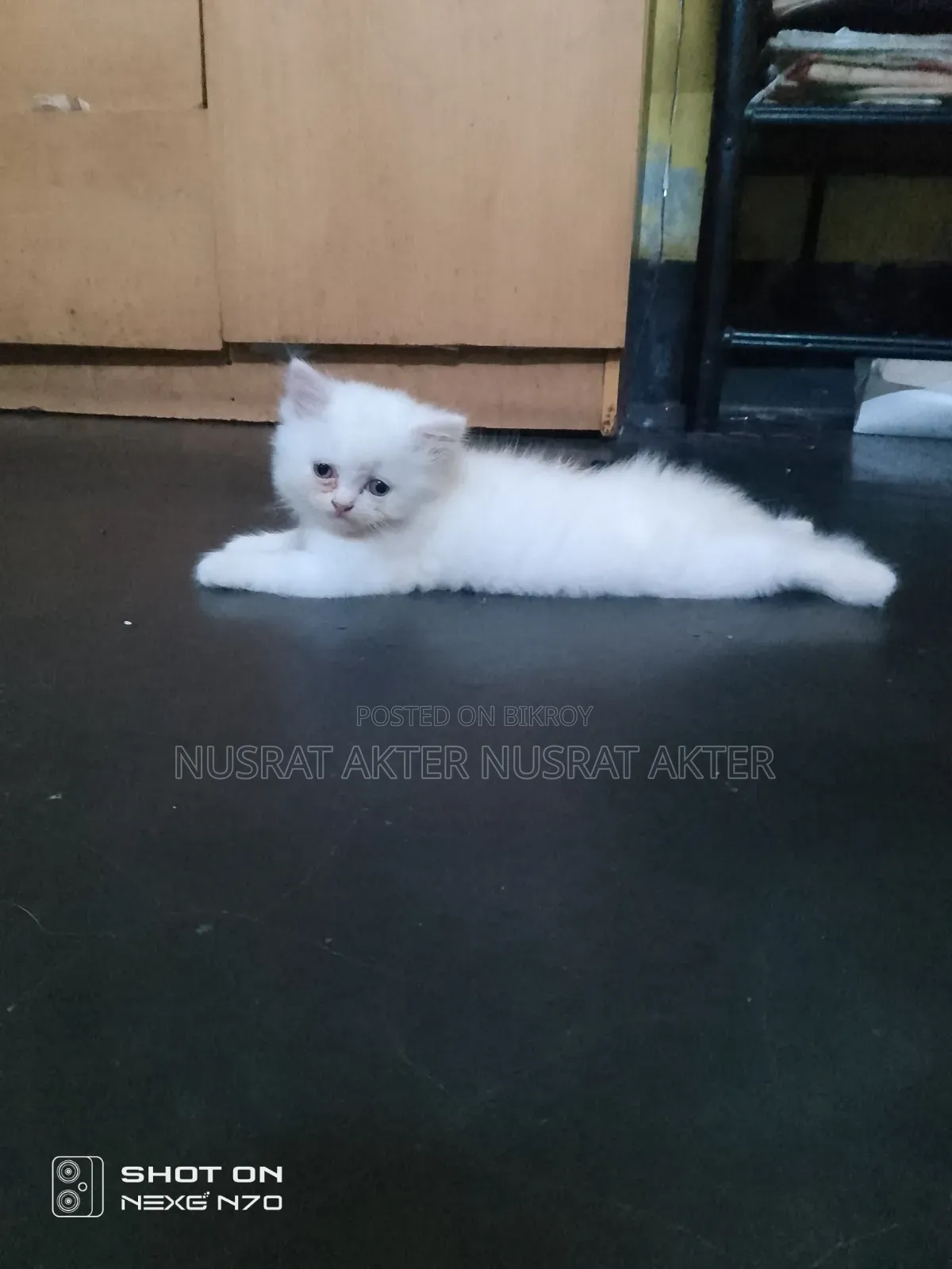 1-3 Months Female Mixed Breed Persian Cat