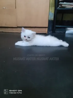 1-3 Months Female Mixed Breed Persian Cat