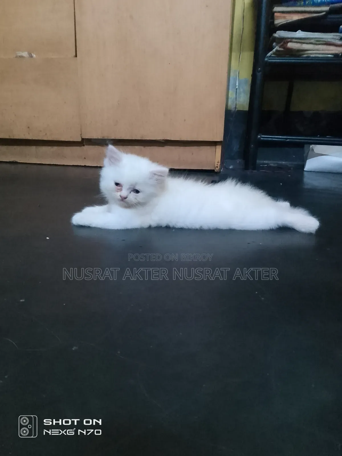 1-3 Months Female Mixed Breed Persian Cat