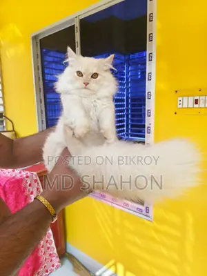 6-12 Months Male Purebred Persian Cat