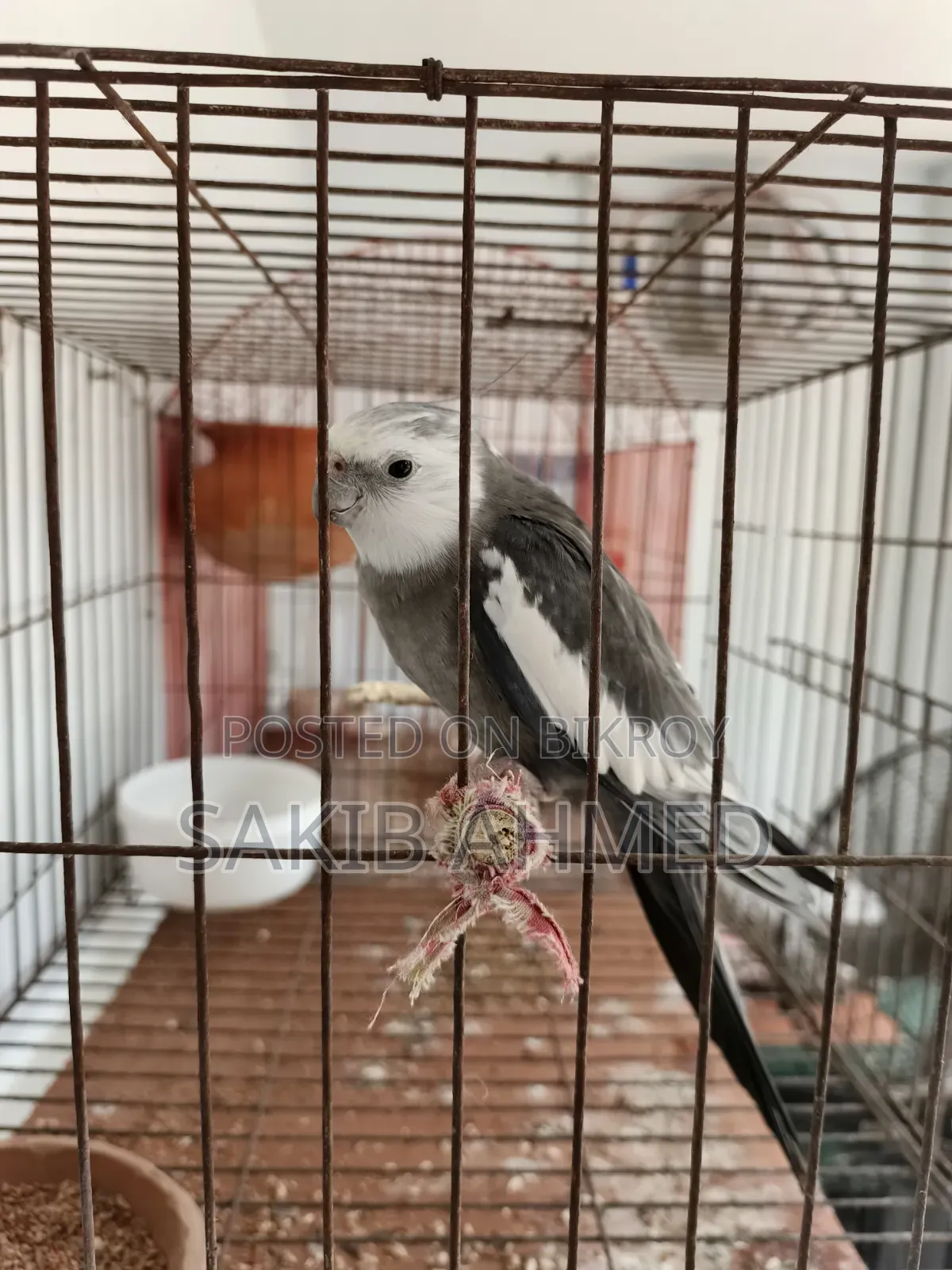 Cocktail for Sale