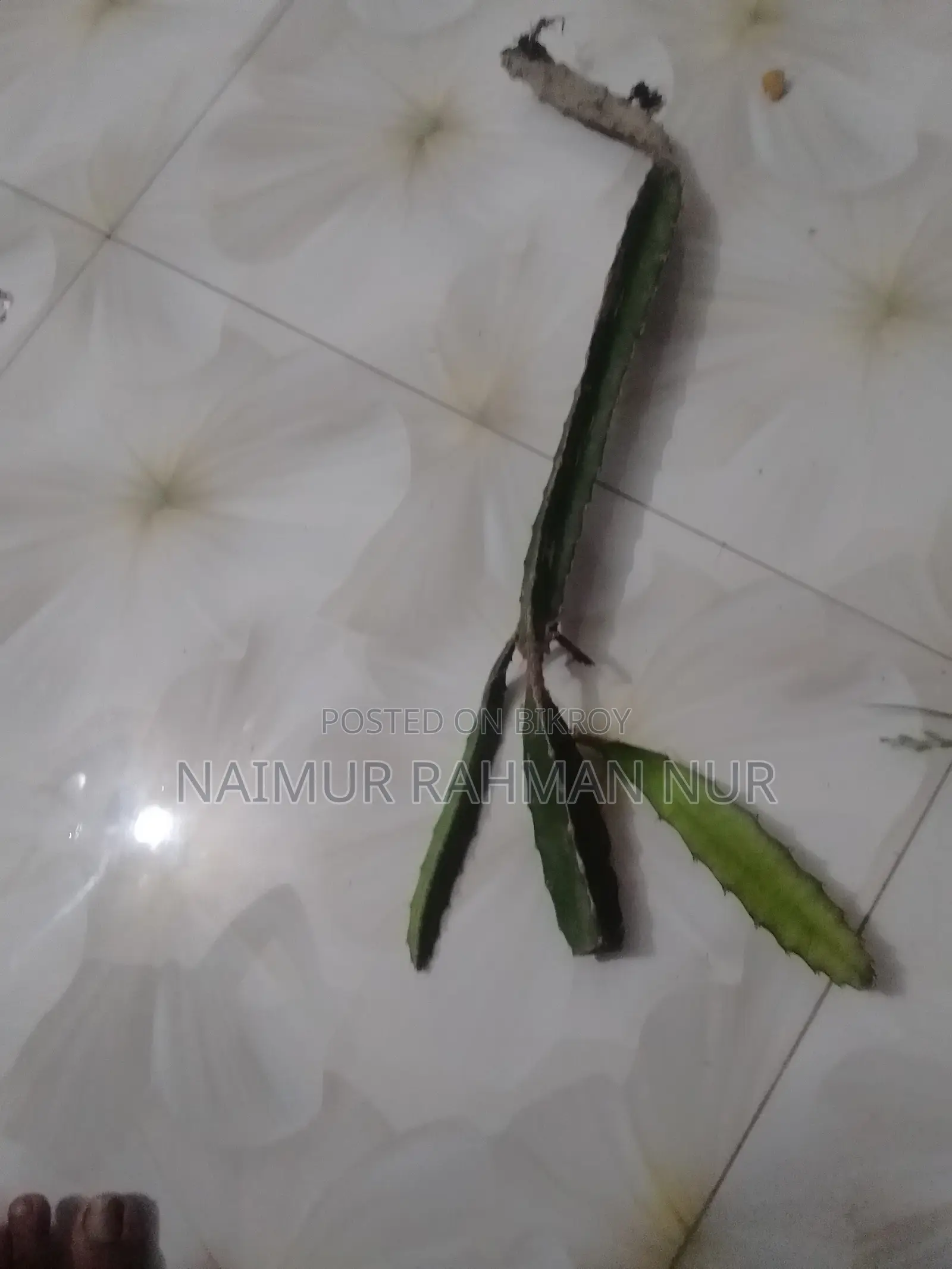 1 piece Dragon plant sapling