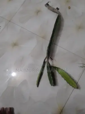 1 piece Dragon plant sapling