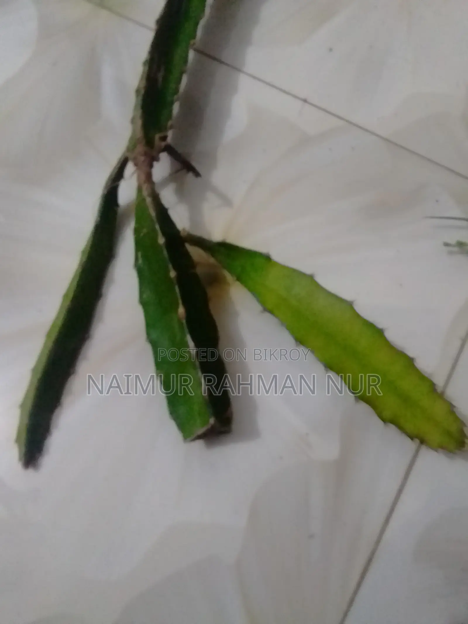 1 piece Dragon plant sapling