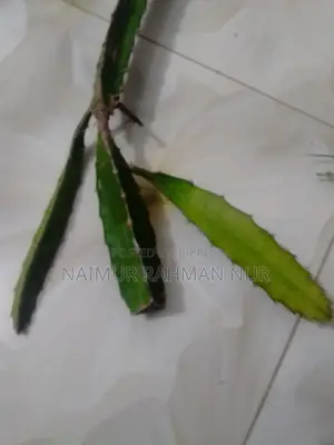 1 piece Dragon plant sapling